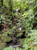 The river starts in the north east slopes of Morne Trois Pitons, located in the Central Forest Reserve