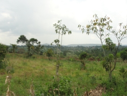 The Africa Bureau of Children's Development (ABCD) has placed a deposit on the 275 acre agriculture land 