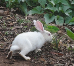 Moringa leaf meal (MOLM) can be used to improve daily weight gain in rabbits