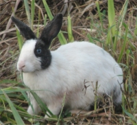 Moringa leaf meal (MOLM) can be used to improve daily weight gain in rabbits
