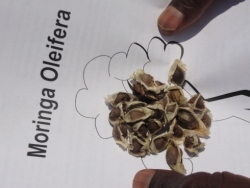 A small selection of Moringa seeds were handed