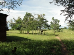 Seen here the land in Malawi in Uluwa donated to UCT and the site selected for our Malawi Moringa Pilot Project. 
