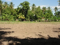 One of the lands in Haiti where UCT has established a Moringa pilot project  