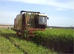 Seen here a commercial Moringa harvesting machine. 