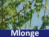Moringa the miracle tree