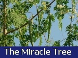 Benzoliv the miracle tree