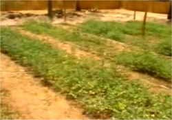 Moringa trees can also be planted very close together as a field crop, at a spacing as close as ten to fifteen centimeters.