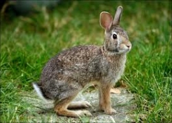 Moringa leaf meal (MOLM) could be used to improve daily weight gain in rabbits.