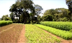 Using this technique of intensive cultivation, plots of Moringa are planted on a rotation schedule, so that there is an ongoing supply of green matter.
