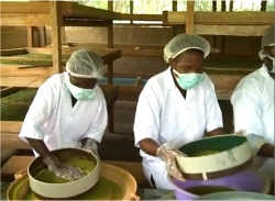Seen here the staff at Shape Lives Foundation sifting the dried leaves in preparation for packaging.