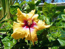 Barbados tropical gardens