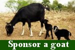 CLICK to sponsor a goat