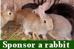 CLICK to sponsor a rabbit