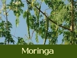 Africa Moringa Project