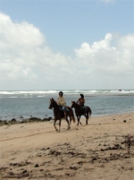 Another wonderful thing to experience is horse riding along Bath beach. 